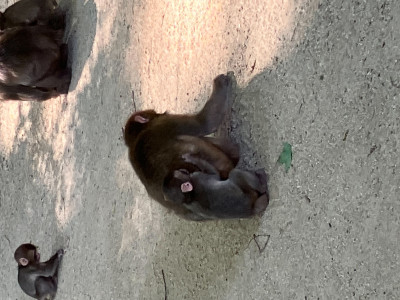 ことりの写メ